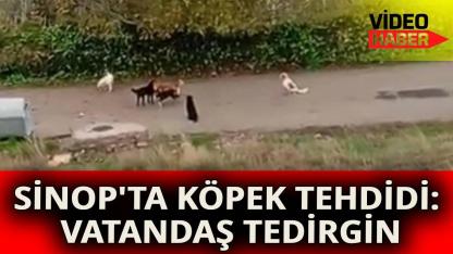 Sinop’ta mahalle sakinleri başıboş köpeklerden şikayetçi