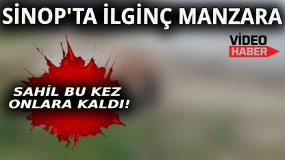 Sahili boş buldular, keyif yaptılar