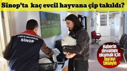 Sinop’ta hayvan kimliklendirme istatistikleri açıklandı
