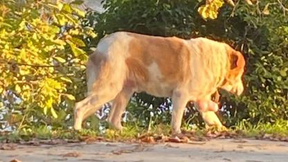 Sinop’ta sokak köpeği yardım bekliyor