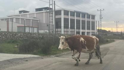 Sürücüleri tehlikeye atıyor