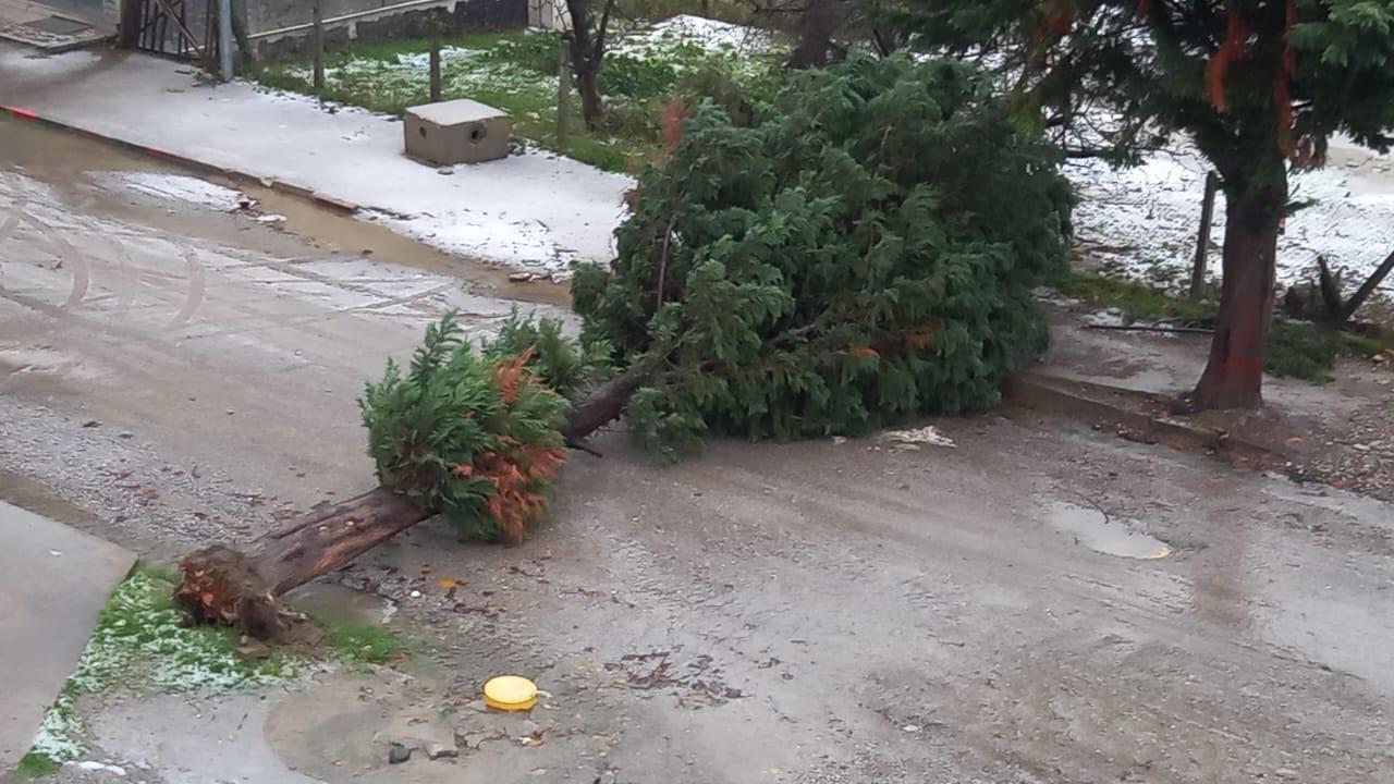 Türkeli'de fırtına ağaç devirdi, yol trafiğe kapandı