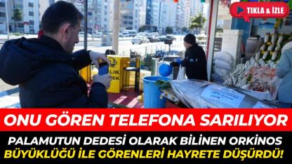 353 kiloluk dev orkinos ilgi odağı oldu