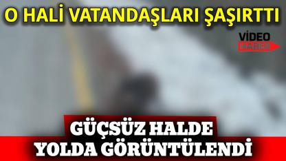 Açlık nedeniyle anayolda görüntülendi