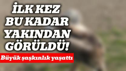 Atakum sahilinde pelikan görüldü