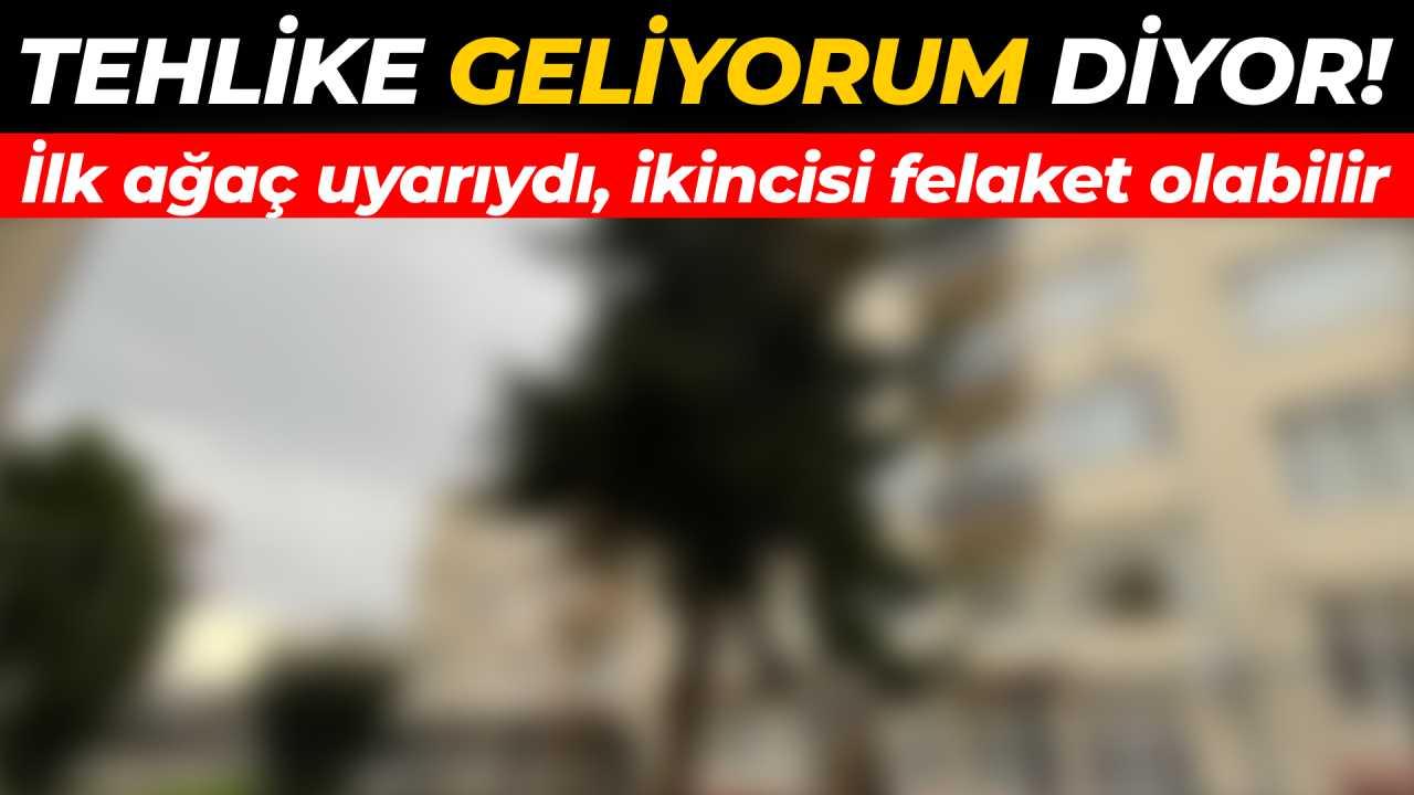 Dikkat! Bir ağaç devrildi, diğeri için geri sayım başladı