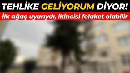 Dikkat! Bir ağaç devrildi, diğeri için geri sayım başladı