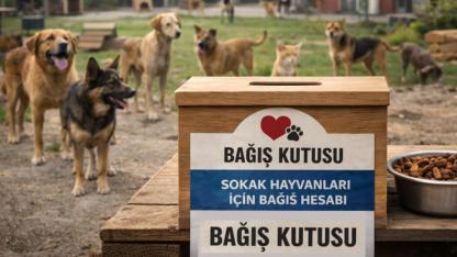 Gerze'de sokak hayvanlarına yönelik örnek çalışma