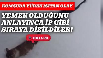 İmam seslendi kediler sıra sıra geldi, o anlar kamerada