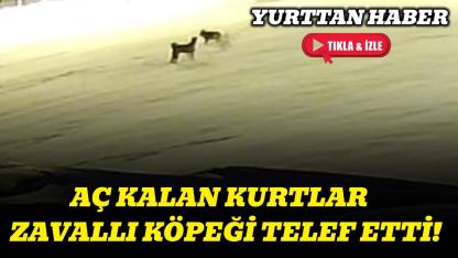 Kurtlarla dövüşen köpekten geriye postu kaldı