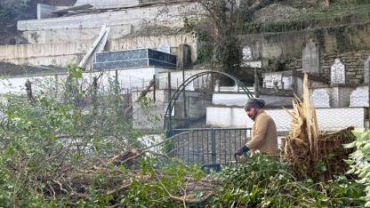 Mezarlara zarar veren ağaçlara belediye müdahalesi