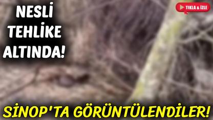 Nesli tehlike altındaydı! Sinop'ta görüldü!