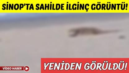 Nesli tükeniyordu, Sinop'ta görüldü