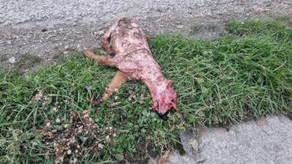 Yol kenarında bulunan ceset vatandaşları şok etti