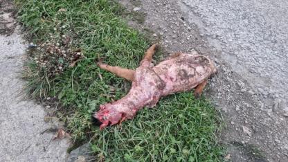 Mezbahane önünde üzücü görüntü: Vatandaşlardan önlem çağrısı