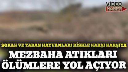 Sinop’ta hayvan ölümleri artıyor