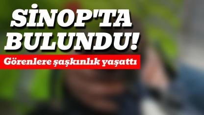 Yaralı bulunan şahin koruma altına alındı