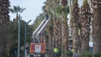 Kentte ağaç bakım çalışmaları yapıldı