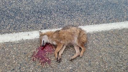 Sinop’ta trafik ve yaban hayatı kesişti