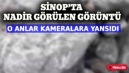Sinop’ta doğadan nadir anlar yakalandı
