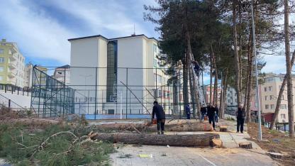 Sinop'ta okul bahçesinde riskli ağaç mesaisi