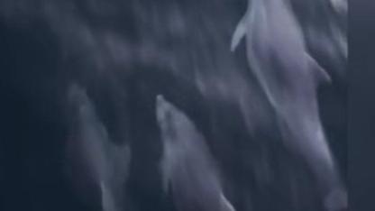 Samsun'da balıkçı teknesine eşlik eden yunuslar kamerada