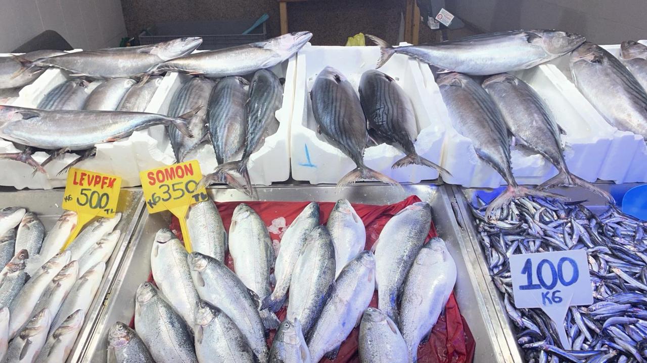 Sinop tezgâhlarında torik bolluğu