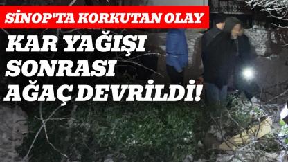 Sinop'ta ağaç devrildi