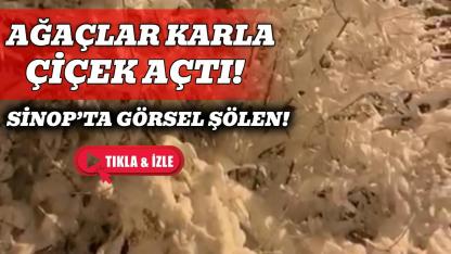 Sinop'ta ağaçlar karla süslendi