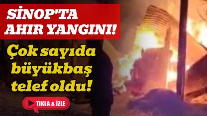 Sinop'ta ahır yangını faciası: 9 büyükbaş hayvan telef oldu