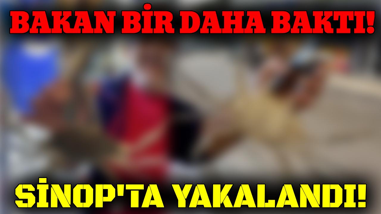Sinop'ta balıkçıları şaşırtan av!