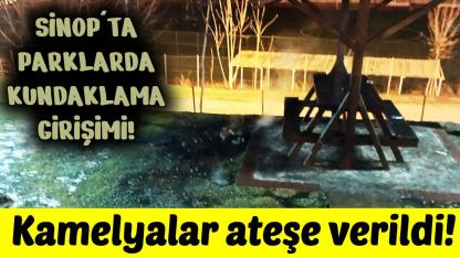 Sinop'ta kamu malına çirkin saldırı