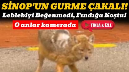 Sinop’ta karşısına çıkan çakalı fındıkla besledi: "Sende mi ağzının tadını biliyorsun?"