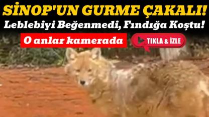 Sinop’ta karşısına çıkan çakalı fındıkla besledi: "Sende mi ağzının tadını biliyorsun?"