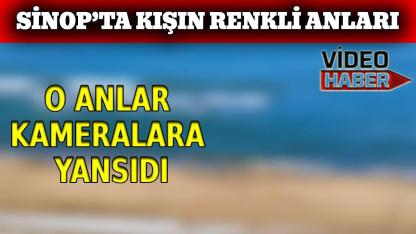 Sinop’ta martılar görsel şov yaptı