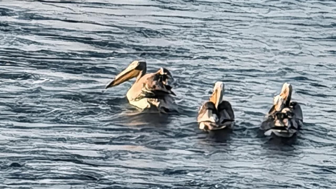 Sinop'ta objektiflere böyle yansıdı! Sahilde yürüyenler gözlerine inanamadı