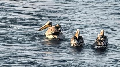 Sinop'ta objektiflere böyle yansıdı! Sahilde yürüyenler gözlerine inanamadı