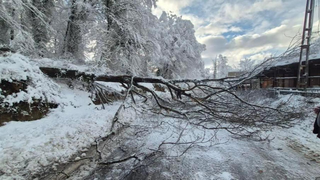 Sinop'ta panik anları: Devrilen ağaçtan son anda kurtuldular