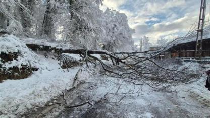 Sinop'ta panik anları: Devrilen ağaçtan son anda kurtuldular
