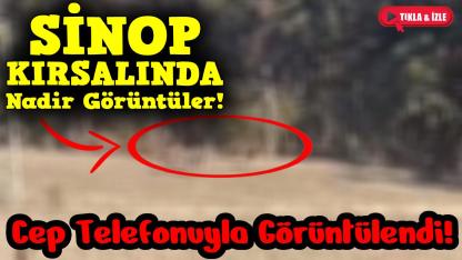 Sinop’ta yaban hayatı objektiflere yansıdı