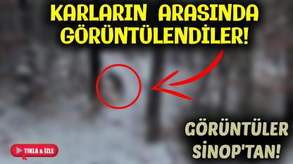 Sinop'ta yiyecek ararken objektiflere yansıdı