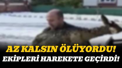 Uçurumdan düşen karaca çamura saplandı: Ekipler harekete geçti
