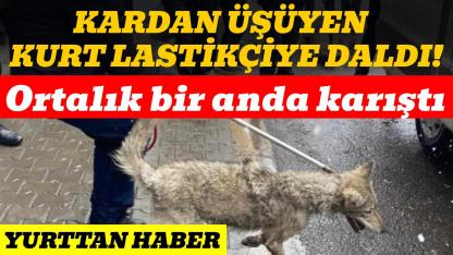 Üşüyen kurt lastikçiye daldı, ortalık bir anda karıştı