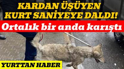 Üşüyen kurt lastikçiye daldı, sanayi bir anda karıştı
