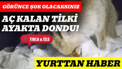 Yemek arayan tilki ayakta donarak öldü