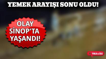 Yiyecek ararken hedef oldu