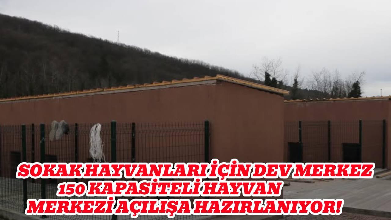 Ayancık'ta Sokak Hayvanları Rehabilitasyon Merkezi hizmete hazırlanıyor