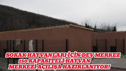 Ayancık'ta Sokak Hayvanları Rehabilitasyon Merkezi hizmete hazırlanıyor