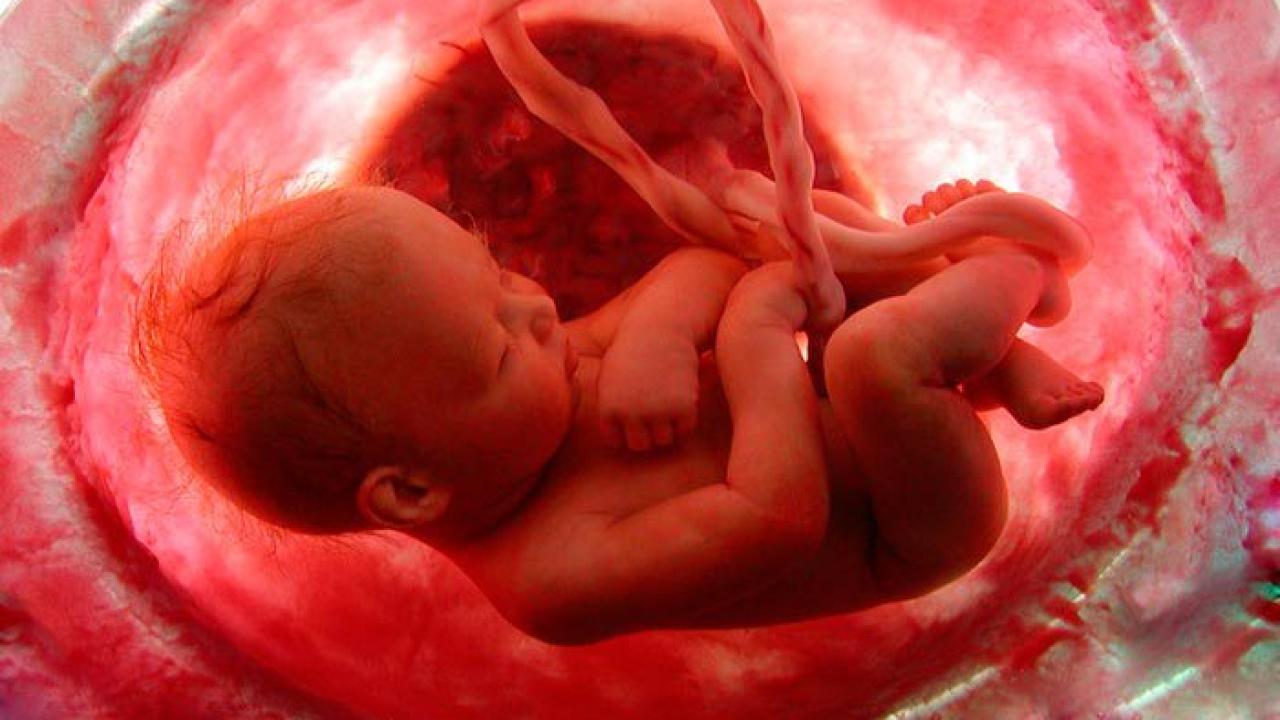 Kalp ve damar sağlığı anne karnında başlıyor