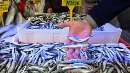Karadeniz'de hamsi bereketi: Tezgahlar iri hamsiyle doldu
